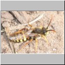 Nomada lathburiana - Wespenbiene m11.jpg